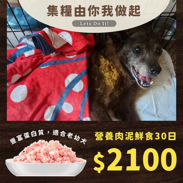 殘弱的狗狗們期待 更多的照顧跟溫飽 台灣貓狗飼料捐助,助糧平台,浪浪天使,流浪動物,流浪貓狗,浪浪,浪貓助糧平台,捐糧平台,貓捐款,貓咪捐款,貓狗捐款,動物捐款,流浪狗,流浪貓,捐款,捐糧,寵物捐款,浪喵助糧,捐糧,溫飽助糧