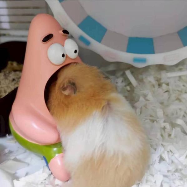 派大星食盤  小窩 (塑膠) 