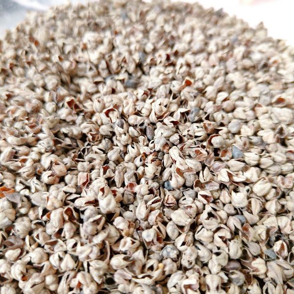 咩醬王國 高溫殺菌蕎麥殼 低粉塵挖掘墊料 