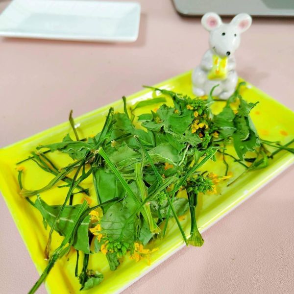 咩醬王國 油菜花 