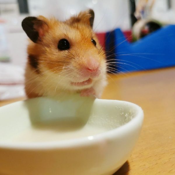 咩醬王國 咩家別針 原生色黃金鼠阿明 
