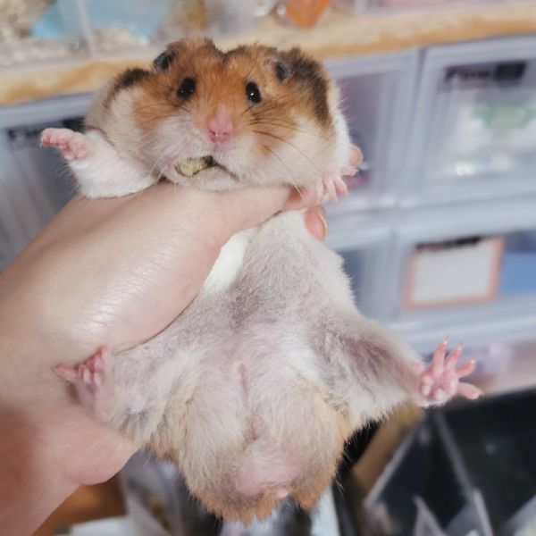 咩醬王國 咩家別針 原生色黃金鼠阿明 