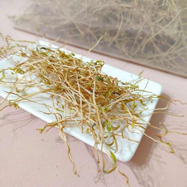咩醬王國 綠豆芽 