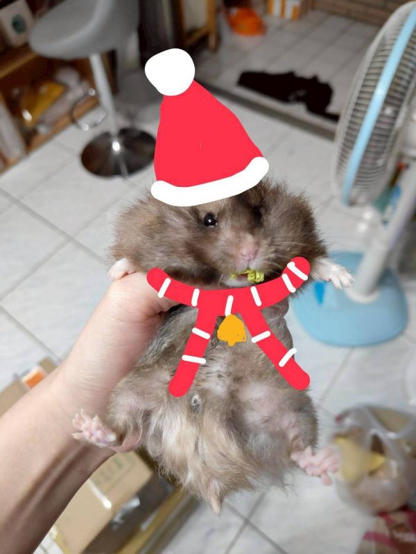 咩醬王國 聖誕禮包 