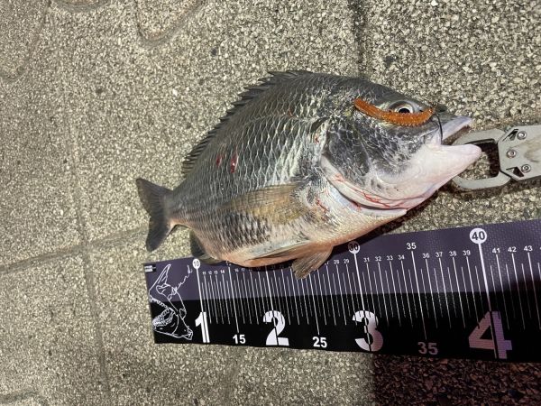 日本同步【快速出貨】issei日本一誠 淡水魚 BIBIBI 2.6吋路亞軟餌蝦形蟲 根釣 根魚 軟蟲黑鯛鱸魚0048 