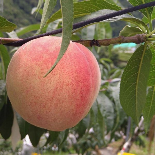 *預購* 草生栽種-瀨戶內水蜜桃【免運】 台灣桃子,加州桃,高山水蜜桃,水蜜桃品種,夏蜜水蜜桃,產地水蜜桃