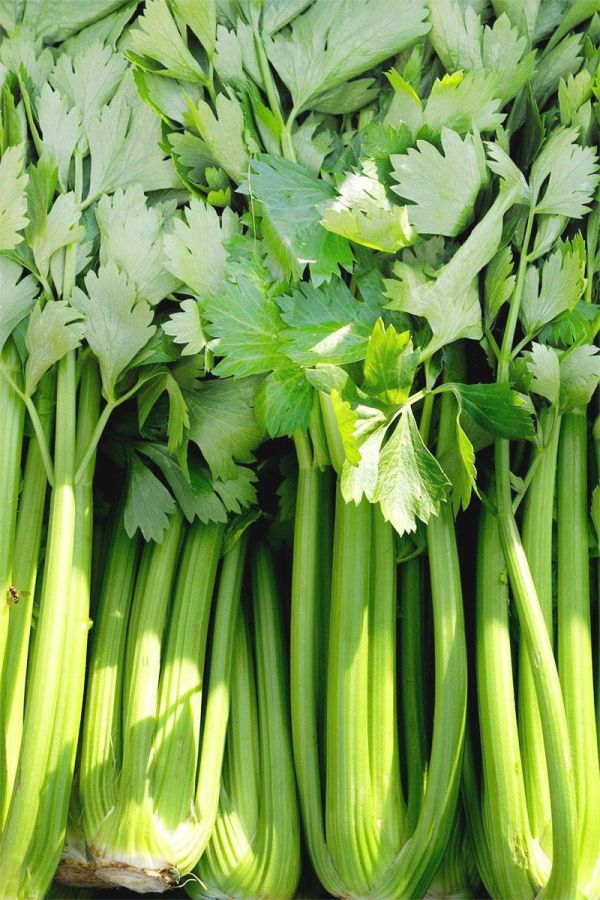 *台灣產*無毒西洋芹 (中等約800g) 【無毒安全】 有機西洋芹宅配,台灣西洋芹,有機西洋芹,西洋芹哪裡買,西洋芹產季,有機西洋芹哪裡買