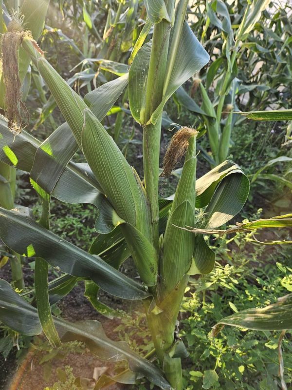 草生栽種 無毒彩虹玉米(紫白色) 彩虹玉米,糯玉米,玉米料理,燒酒雞,優質澱粉,減肥食材,紫色玉米,玉米營養,水煮玉米,烤玉米,糯米玉米,產地直送,