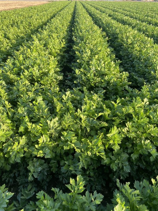 *冷藏免運費* 台灣西洋芹 20斤一件【無毒安全】 有機西洋芹,有機西洋芹哪裡買,西洋芹宅配,有機西洋芹,有機西洋芹宅配,台灣西洋芹