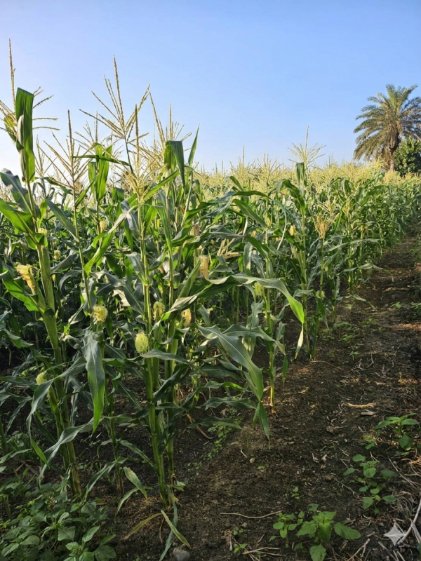 草生栽種 無毒彩虹玉米(紫白色) 彩虹玉米,糯玉米,玉米料理,燒酒雞,優質澱粉,減肥食材,紫色玉米,玉米營養,水煮玉米,烤玉米,糯米玉米,產地直送,