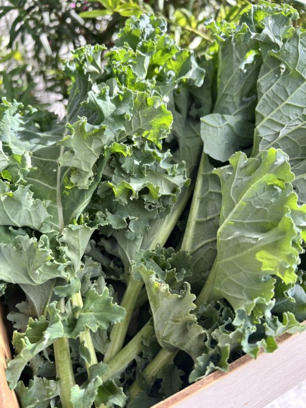 【無毒栽植】綠翡翠羽衣甘藍 200g【安全無毒】 羽衣甘藍,什麼是羽衣甘藍,羽衣甘藍哪裡買,生鮮宅配,有機羽衣甘藍