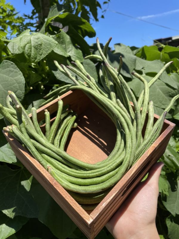 長菜豆(豇豆)-300g【草生栽種】 豇豆,長豆,什麼是豇豆,豇豆哪裡買,埔里能高山生機農場,生鮮宅配推薦