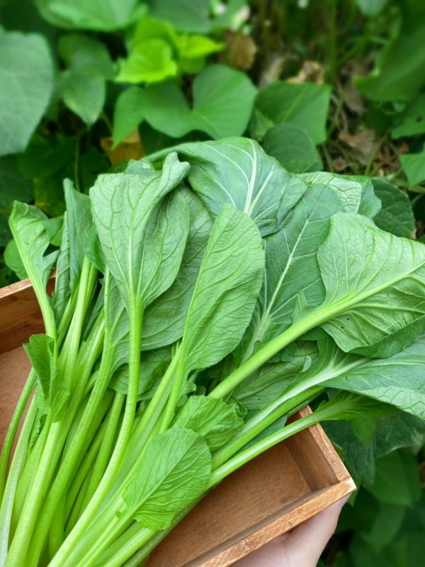 現採 溫室土耕油菜 300g【安全環保】 油菜,油菜營養,生鮮宅配,生鮮宅配推薦,蔬菜箱推薦