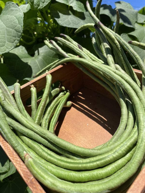 長菜豆(豇豆)-300g【草生栽種】 豇豆,長豆,什麼是豇豆,豇豆哪裡買,埔里能高山生機農場,生鮮宅配推薦