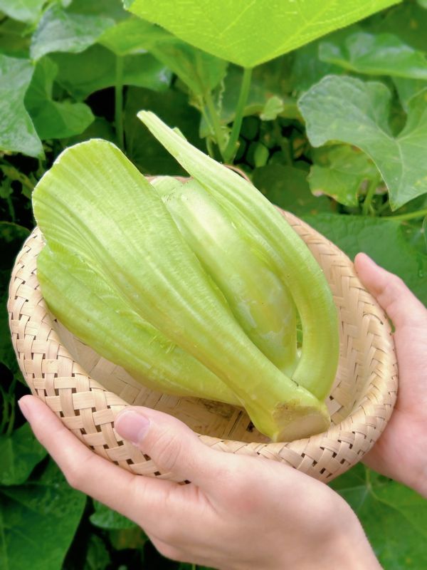 【冬季限定】芥菜仁(刈菜心)|安全無毒 