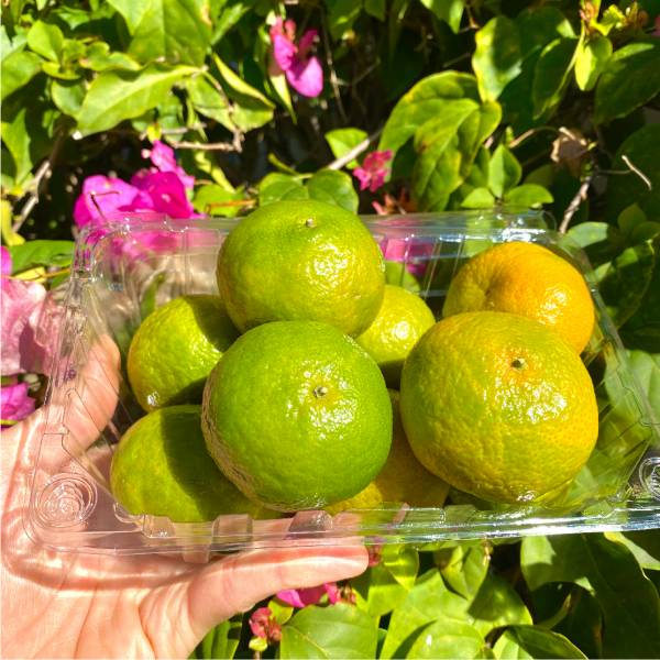 當季南投產 砂糖橘(600g)【草生栽種】 砂糖橘,無毒蔬果,南投珍珠柑,珍珠橘,維生素c,南投水果