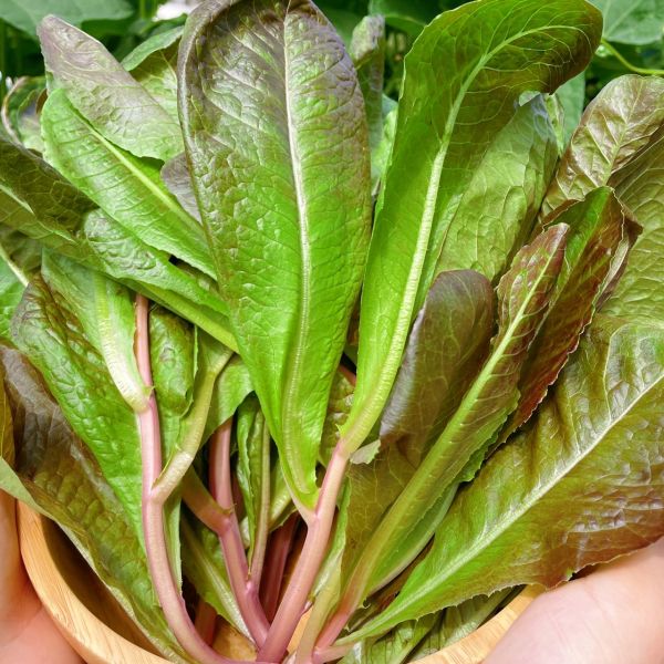 現採 蘿蔓生菜 200g【安全環保】 蘿蔓萵苣,什麼是甜蘿蔓,生菜沙拉食材,有機蔬菜哪裡買,生鮮宅配推薦,生菜
