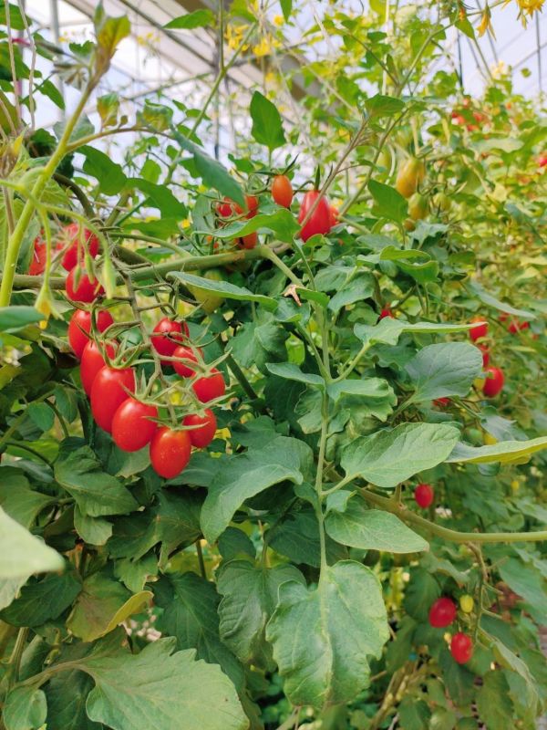 *特惠*溫室栽種 玉女小蕃茄(600g)【環保安全】 玉女小蕃茄,小蕃茄,無毒水果,埔里能高,埔里玉女小番茄