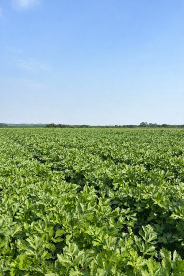 *冷藏免運費* 台灣西洋芹 20斤一件【無毒安全】 有機西洋芹,有機西洋芹哪裡買,西洋芹宅配,有機西洋芹,有機西洋芹宅配,台灣西洋芹