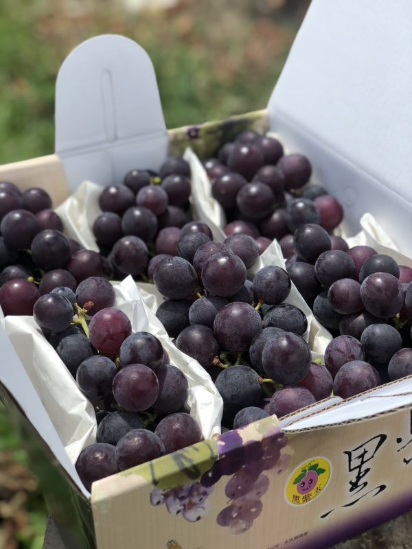 【常溫免運費】南投信義 | 紫玉巨峰葡萄 2.4公斤禮盒裝 *季節限定* 台灣葡萄,信義鄉葡萄,巨峰葡萄,葡萄的好處,葡萄價格,葡萄產地,葡萄季節