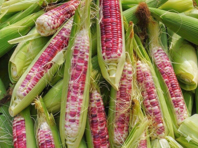 草生栽種 無毒彩虹玉米(紫白色) 彩虹玉米,糯玉米,玉米料理,燒酒雞,優質澱粉,減肥食材,紫色玉米,玉米營養,水煮玉米,烤玉米,糯米玉米,產地直送,