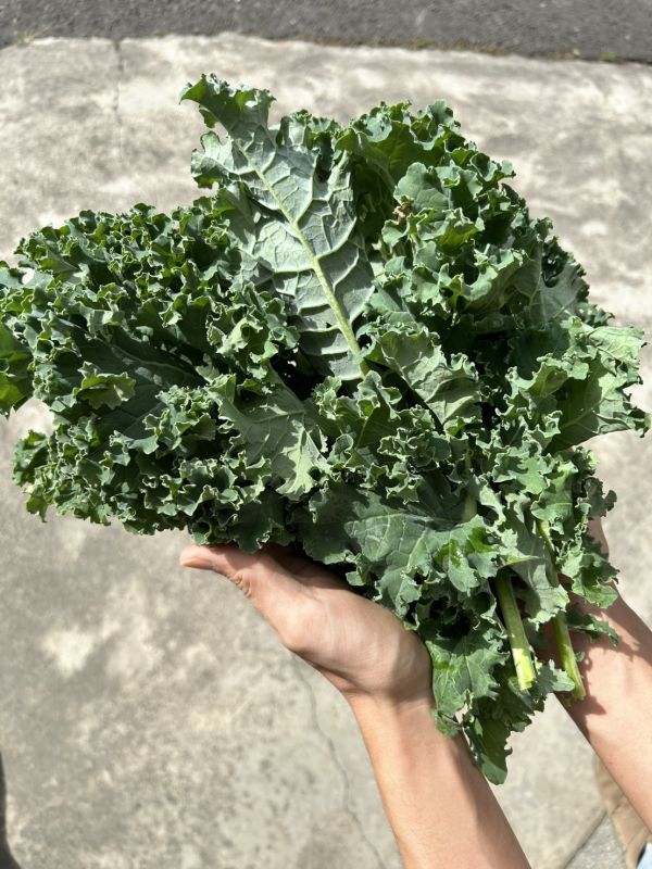 【無毒栽植】綠翡翠羽衣甘藍 200g【安全無毒】 羽衣甘藍,什麼是羽衣甘藍,羽衣甘藍哪裡買,生鮮宅配,有機羽衣甘藍