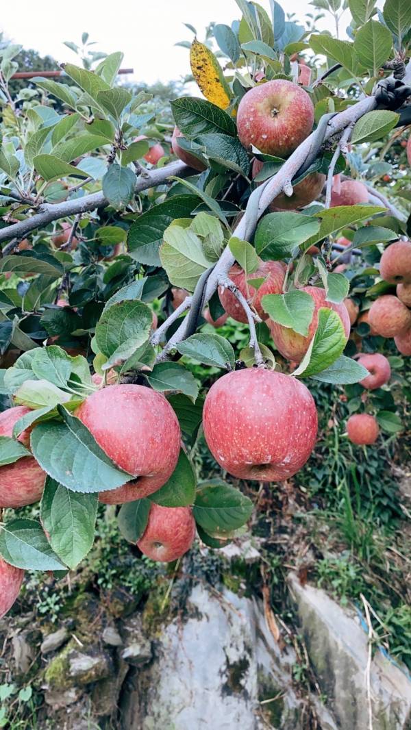 【單件免運】 福壽山蜜蘋果 5斤禮盒 蜜蘋果,台灣水果,台灣蘋果,蘋果,台灣蜜蘋果,哪裡買蜜蘋果,