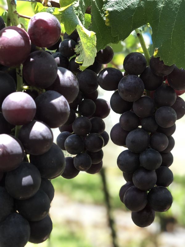 【常溫免運費】南投信義 | 紫玉巨峰葡萄 2.4公斤禮盒裝 *季節限定* 台灣葡萄,信義鄉葡萄,巨峰葡萄,葡萄的好處,葡萄價格,葡萄產地,葡萄季節