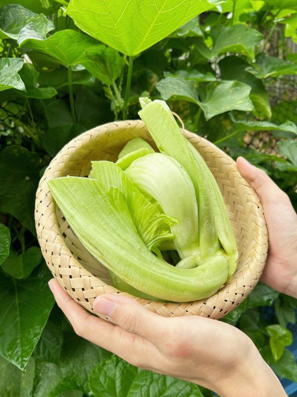 【冬季限定】芥菜仁(刈菜心)|安全無毒 