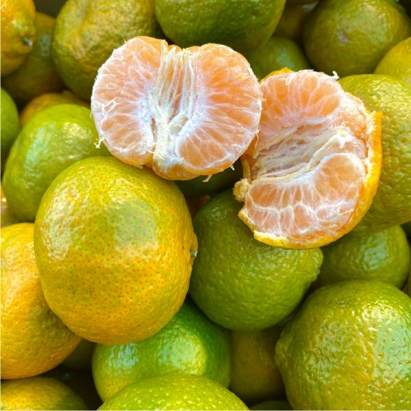 當季南投產 砂糖橘(600g)【草生栽種】 砂糖橘,無毒蔬果,南投珍珠柑,珍珠橘,維生素c,南投水果