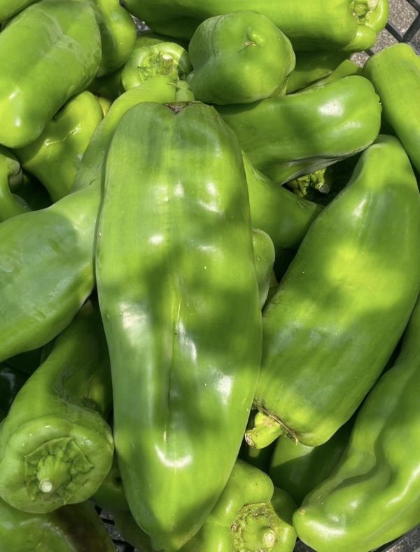 【溫室栽植】*無毒* 傳統青椒 8斤裝|免運費 青椒產地,台灣農場,有機農場,彩椒,有機彩椒,網購蔬菜,農產品,哪裡有賣青椒,台灣青椒哪裡有