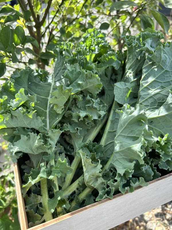 【無毒栽植】綠翡翠羽衣甘藍 200g【安全無毒】 羽衣甘藍,什麼是羽衣甘藍,羽衣甘藍哪裡買,生鮮宅配,有機羽衣甘藍