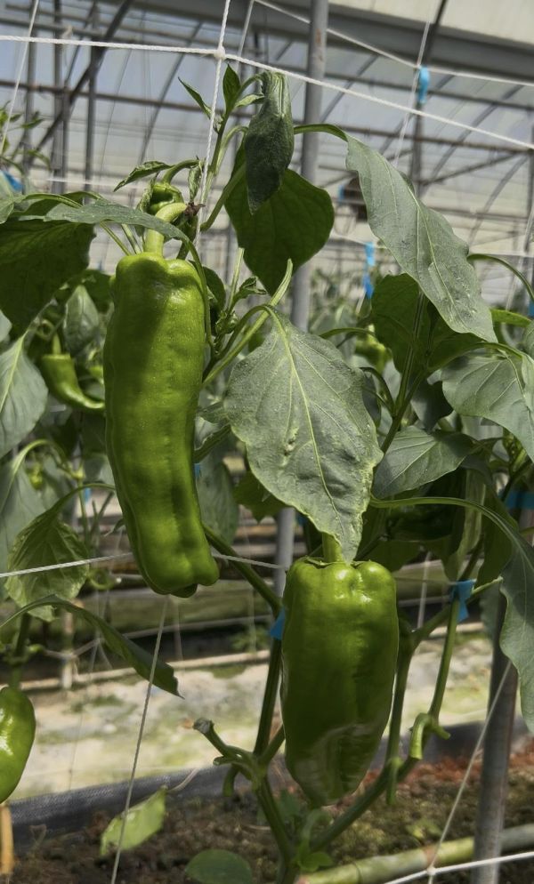 【溫室栽植】*無毒* 傳統青椒 8斤裝|免運費 青椒產地,台灣農場,有機農場,彩椒,有機彩椒,網購蔬菜,農產品,哪裡有賣青椒,台灣青椒哪裡有