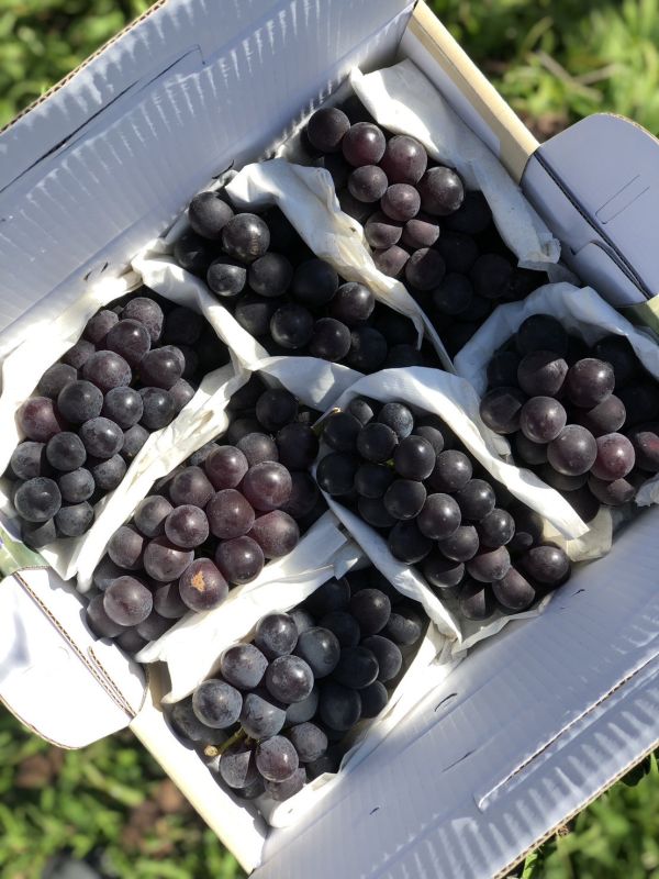 【常溫免運費】南投信義 | 紫玉巨峰葡萄 2.4公斤禮盒裝 *季節限定* 台灣葡萄,信義鄉葡萄,巨峰葡萄,葡萄的好處,葡萄價格,葡萄產地,葡萄季節
