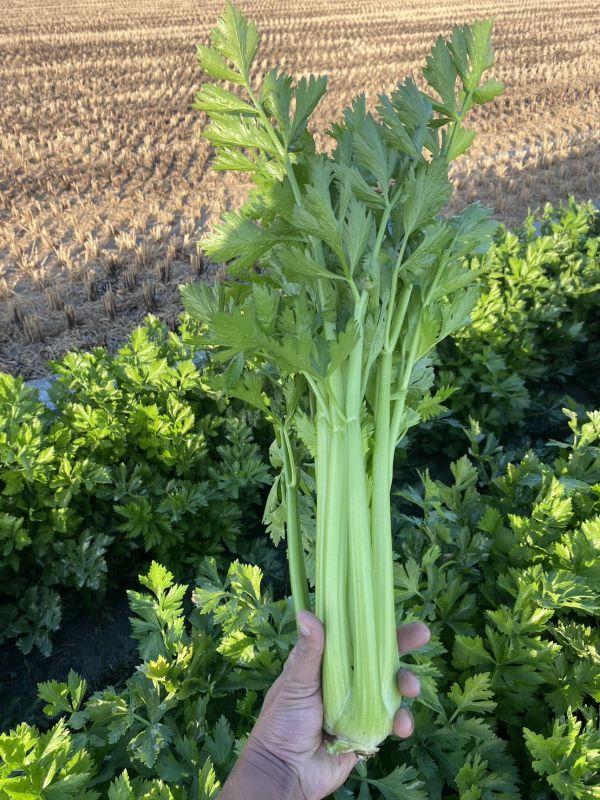 *冷藏免運費* 台灣西洋芹 20斤一件【無毒安全】 有機西洋芹,有機西洋芹哪裡買,西洋芹宅配,有機西洋芹,有機西洋芹宅配,台灣西洋芹