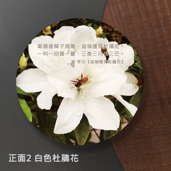 花語名片 花店名片設計 花藝教室名片 圓型名片 (共3款) 圓形名片,特殊尺寸名片,花店名片設計,特殊形狀名片,特殊造型名片,創意名片設計,花語名片,雙面名片,花店名片,質感名片,花藝店名片,園藝店名片,景觀園藝名片,插花教室名片,花藝老師名片,名片設計,特色風格名片, 名片範本印刷,名片印刷 ,套版名片 ,各行業名片設計,名片版型參考,名片製作,橫式名片,直式名片,雙面名片,快速定稿,豐宅卡俗,豐宅名片設計