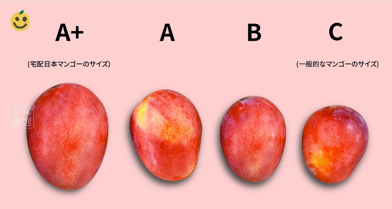 台湾愛文マンゴーサイズ比較表