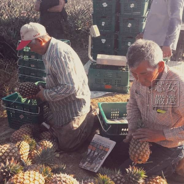 2025/2月見｜空運日本金鑽鳳梨｜5kg/箱約3～4顆｜空運日本宅配到府 鳳梨,金鑽鳳梨,外銷等級鳳梨,鳳梨宅配日本,好吃鳳梨,金鑽鳳梨寄日本,鳳梨送禮日本,屏東鳳梨,關廟鳳梨,鳳梨空運,水果寄日本,鳳梨空運日本
