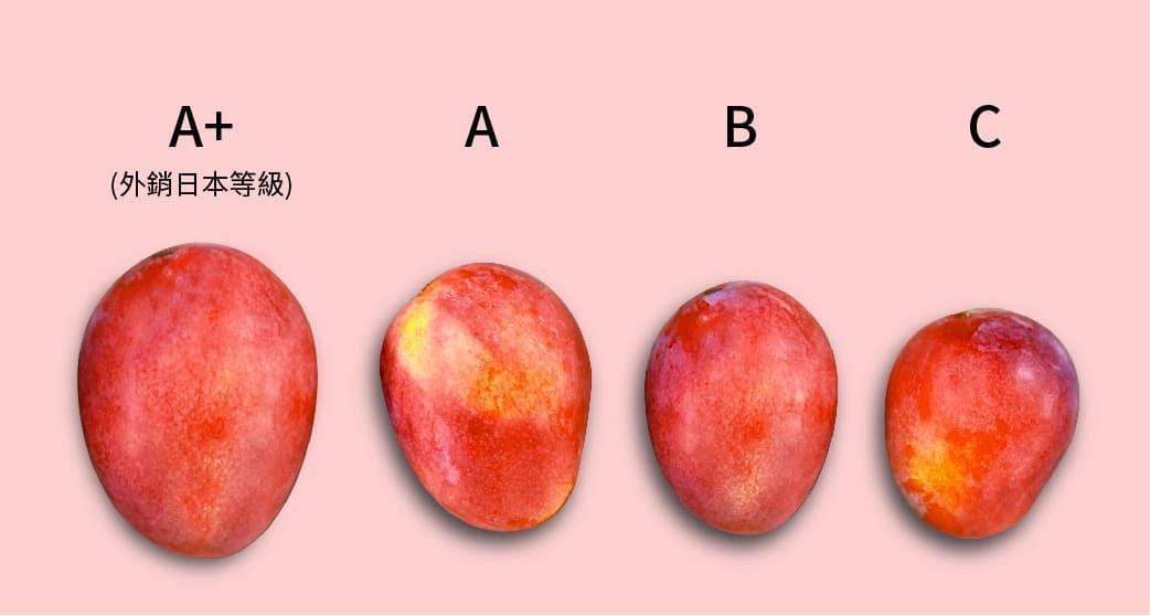 台灣愛文芒果等級比較圖(中文版)