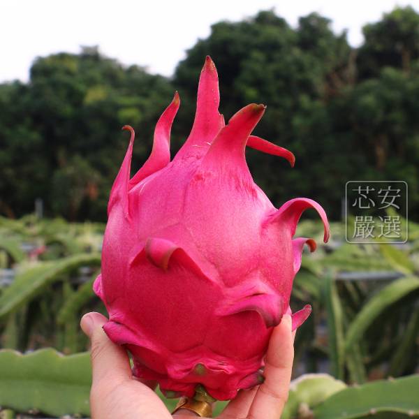 芯安無毒檢驗通過｜紅肉火龍果｜產地直送十斤裝｜台灣宅配 紅龍果,火龍果,有機火龍果,無毒火龍果,火龍果價格,紅肉火龍果宅配,火龍果價錢,火龍果訂購,火龍果花,火龍果營養,台灣水果宅配,水果宅配送