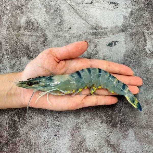 粗放大草蝦8尾裝 