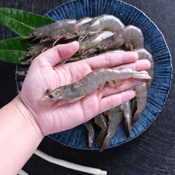 活凍大白蝦 600g/盒 超大尾 