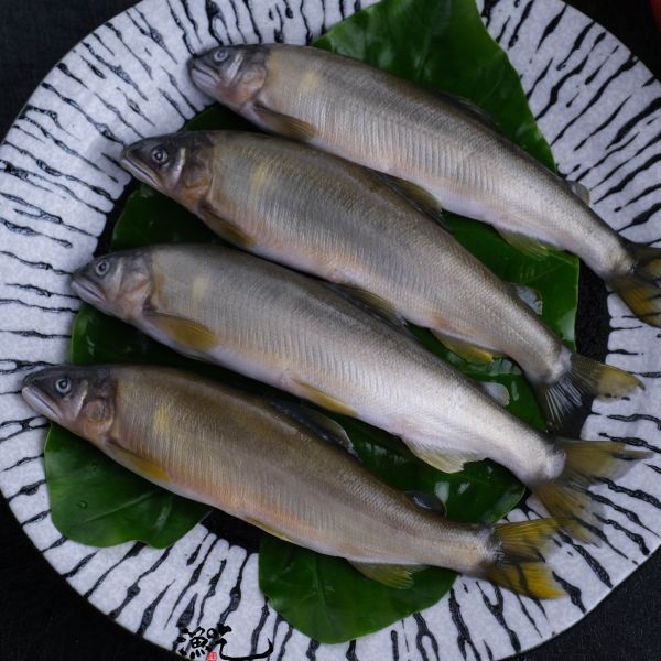 爆卵母香魚 6尾/盒 (超大尾) 