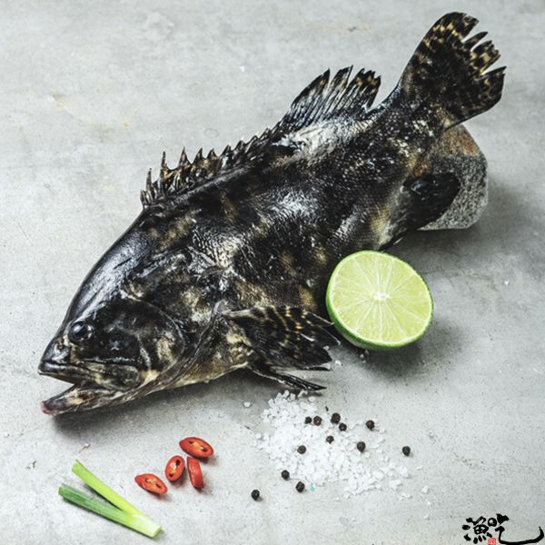 龍虎斑三去 500g~600g/尾 