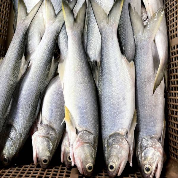 急凍三去午仔魚 