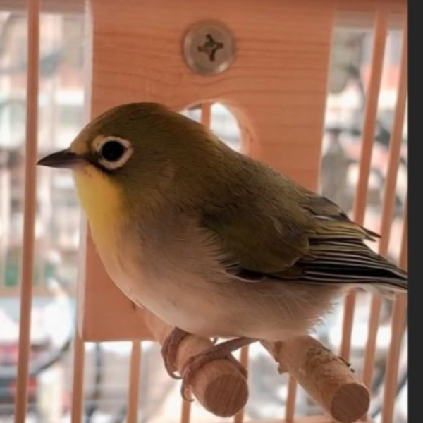 MY PET BIRD  綠繡眼小涼亭 綠繡眼站台 bird perch stand
綠繡眼站架 Bird stand
綠繡眼站棍　Bird Perch
綠繡眼遊樂場 Bird Playground
綠繡眼鳥玩具 Parrot toys
綠繡眼鳥用品 bird products
綠繡眼攀爬繩 Climbing rope
綠繡眼梯子 ladder