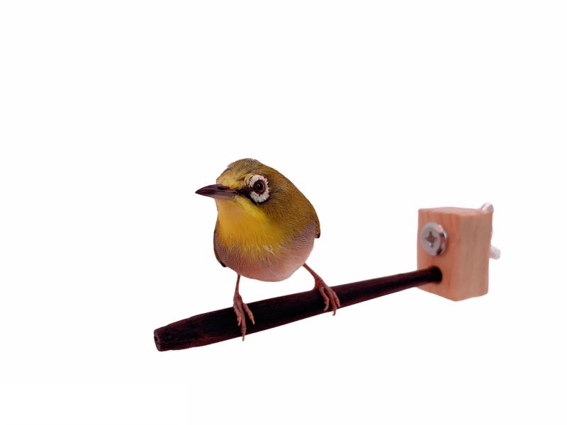 MY PET BIRD 特製弧型紫光檀鳥站棍 / 綠繡眼專用 綠繡眼站台 bird perch stand
綠繡眼站架 Bird stand
綠繡眼站棍　Bird Perch
綠繡眼遊樂場 Bird Playground
綠繡眼鳥玩具 Parrot toys
綠繡眼鳥用品 bird products
綠繡眼攀爬繩 Climbing rope
綠繡眼梯子 ladder