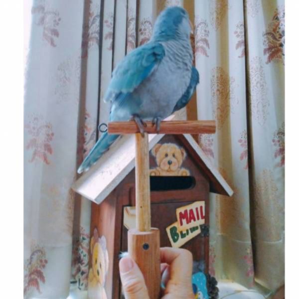 MY PET BIRD 手持鳥架/外出必備工具/與鳥寶近距離互動 手持鳥架手架
鳥類訓練工具
防咬手架
鳥寶互動工具
外出必備鳥類用品
輕巧手架
鳥類近距離互動工具
防止手部酸痛工具
便攜式手持鳥架
鳥寶羊耳圈附件
