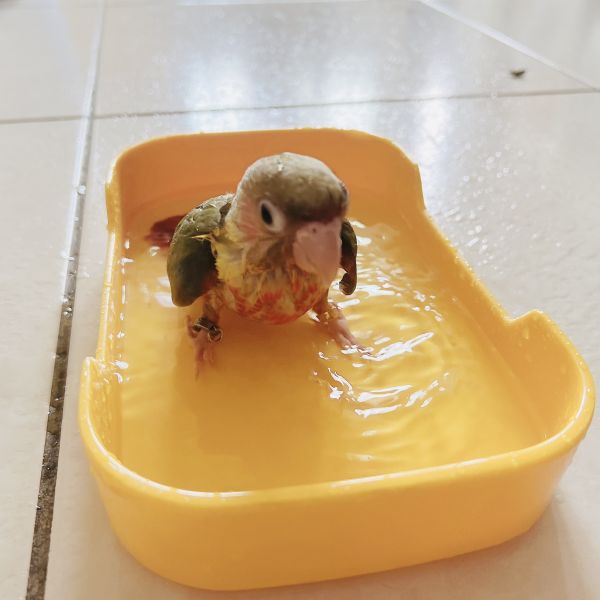 MY PET BIRD  新經濟寵物浴盆 新經濟寵物浴盆
實用寵物浴盆
方便洗澡解決方案
環保寵物浴盆
舒適寵物洗澡體驗
寵物洗澡器具
耐用寵物浴盆
節水浴盆
家用寵物洗澡工具
多功能寵物浴盆