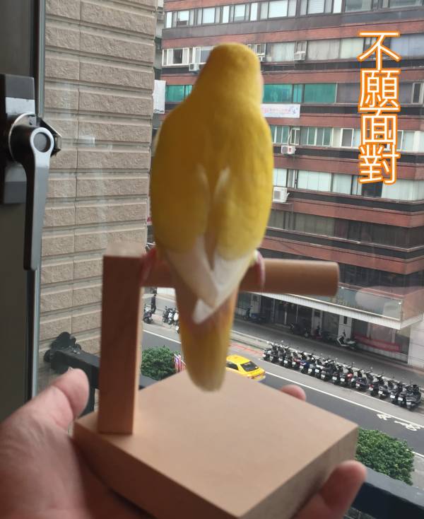 W333  輕便站台 鸚鵡站台
鸚鵡活動台
鳥類休息台
寵物休息訓練架
可調節高度鳥類休息台
天然木鳥類站立架
無毒寵物訓練玩具
多功能鸚鵡訓練用品
適合鸚鵡休息和站立練習的玩具